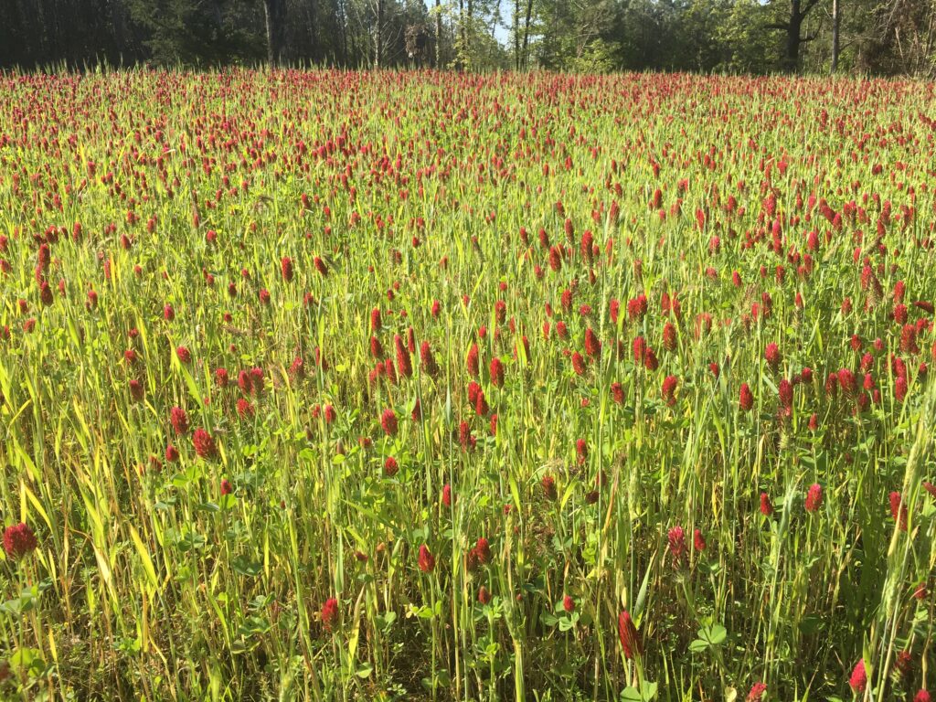 Crimson Clover Food Plot