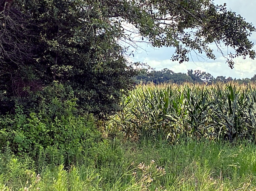 Standing Corn Field