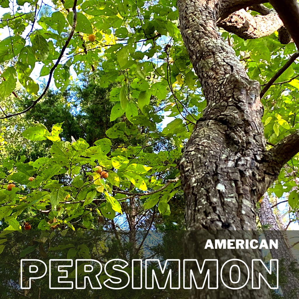 American Persimmon Tree With Fruit