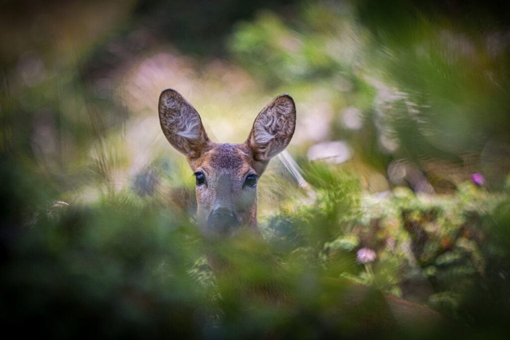 deer peering into a hunting blind