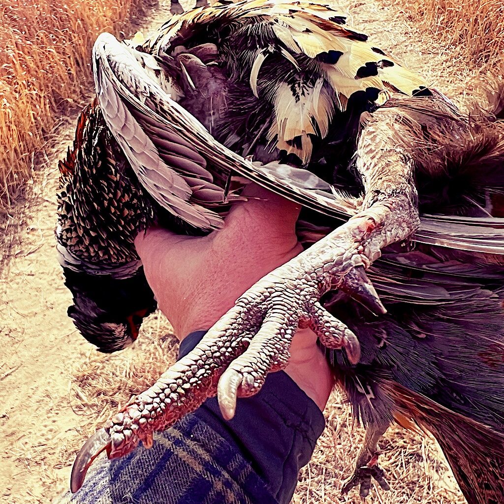 Pheasant Spur