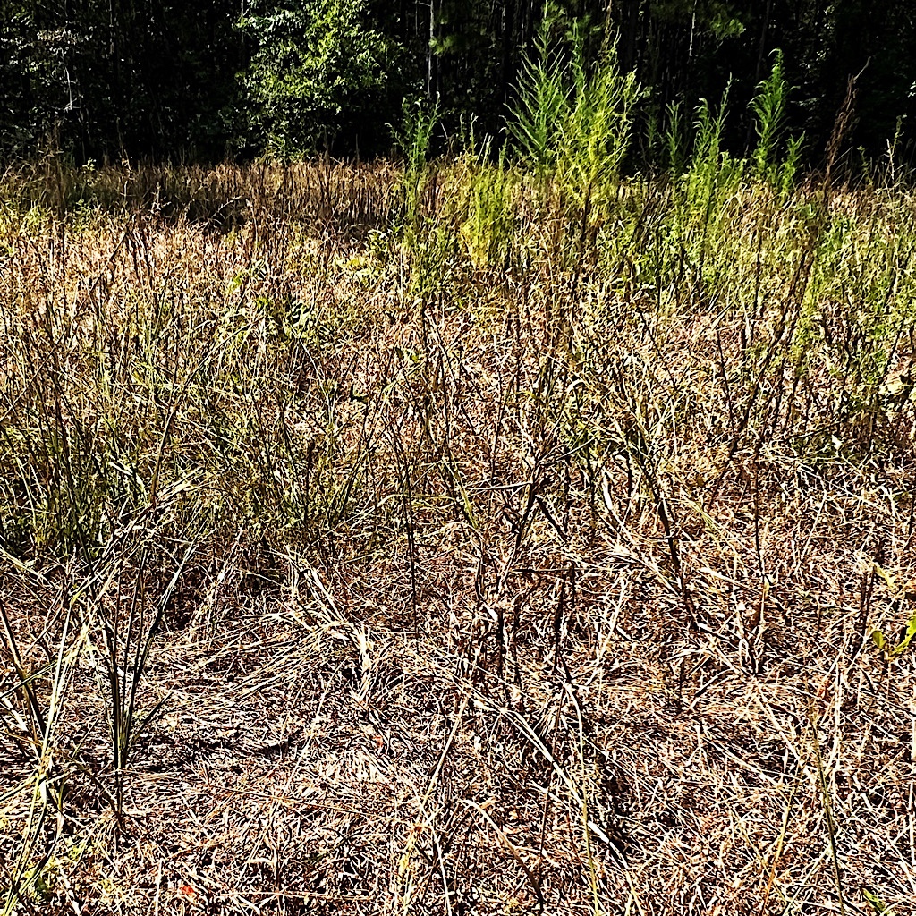 Weeds dying from glyphosate