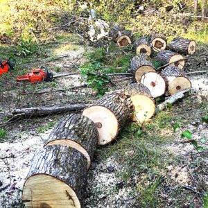 Felled Sweetgum