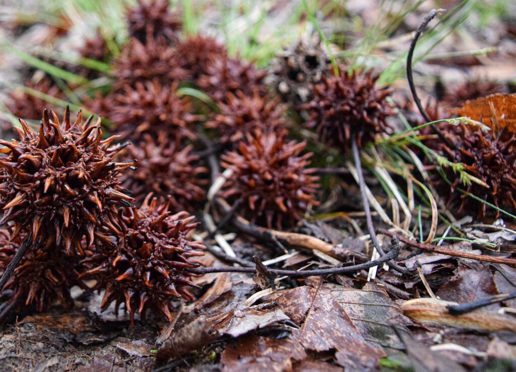 Sweetgum tree balls